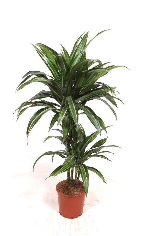 Dracaena frag. Ulises 110cm 19cm Pot