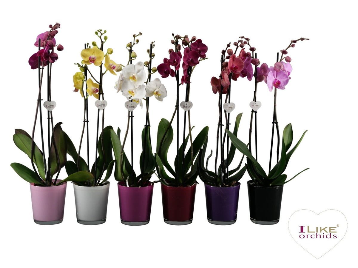 Phalaenopsis mix 65cm 12cm Pot