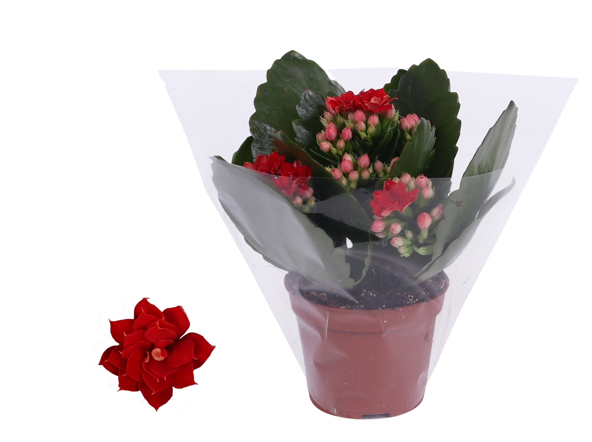 Kalanchoe Rosalina Don Justino 12cm 6cm Pot