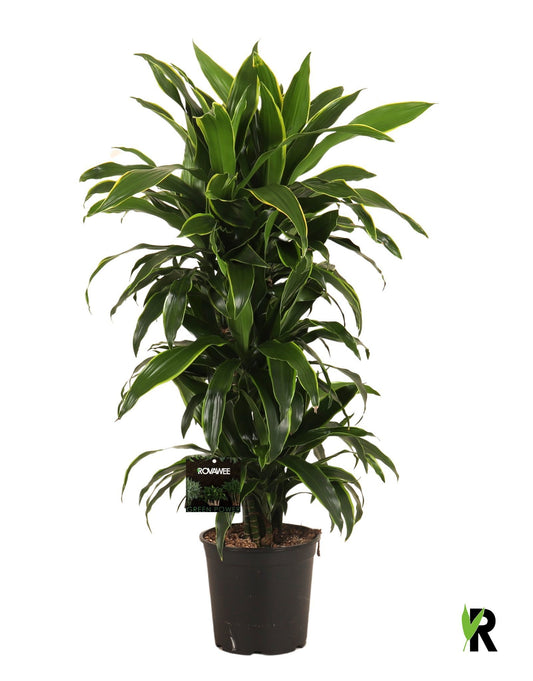 Rovawee BV Dracaena frag. Arturo Pack of 1