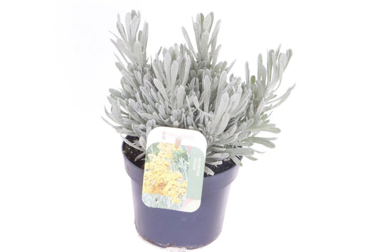 Noordpoel BV, Kw. de Helichrysum Silvio Bushy Pack of 8