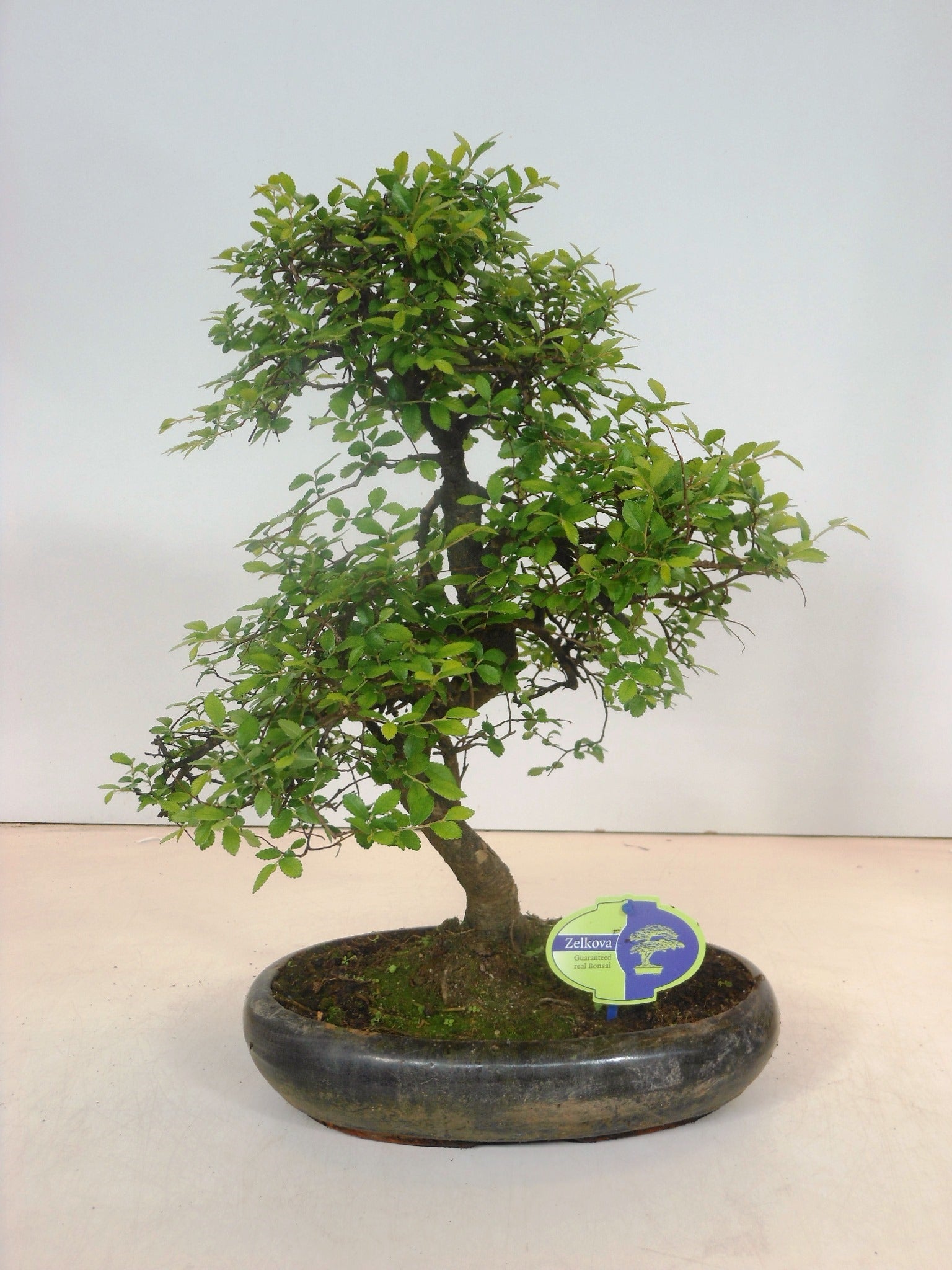 Zelkova sp. Bonsai 45cm 29cm Pot