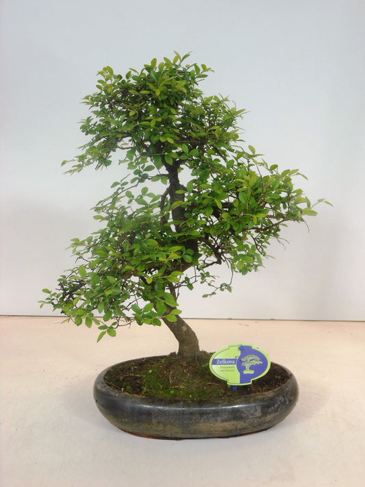 Zelkova sp. Bonsai 45cm 29cm Pot