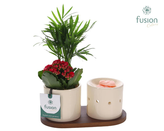 Fusion Scents keramiek Gift set plankje met Arrangement 25cm 20cm Pot