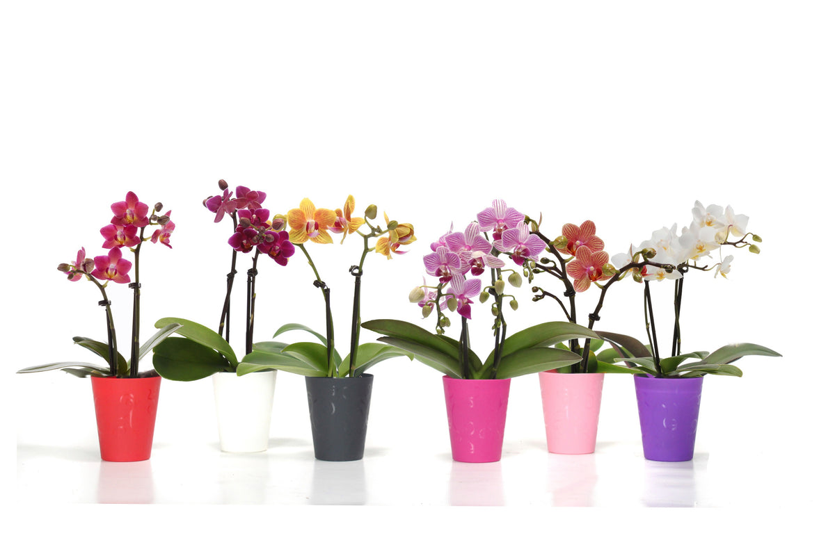 Phalaenopsis hybrid 17cm 6cm Pot