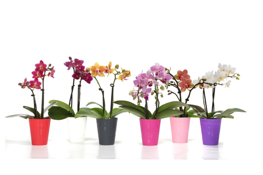 Phalaenopsis hybrid 17cm 6cm Pot