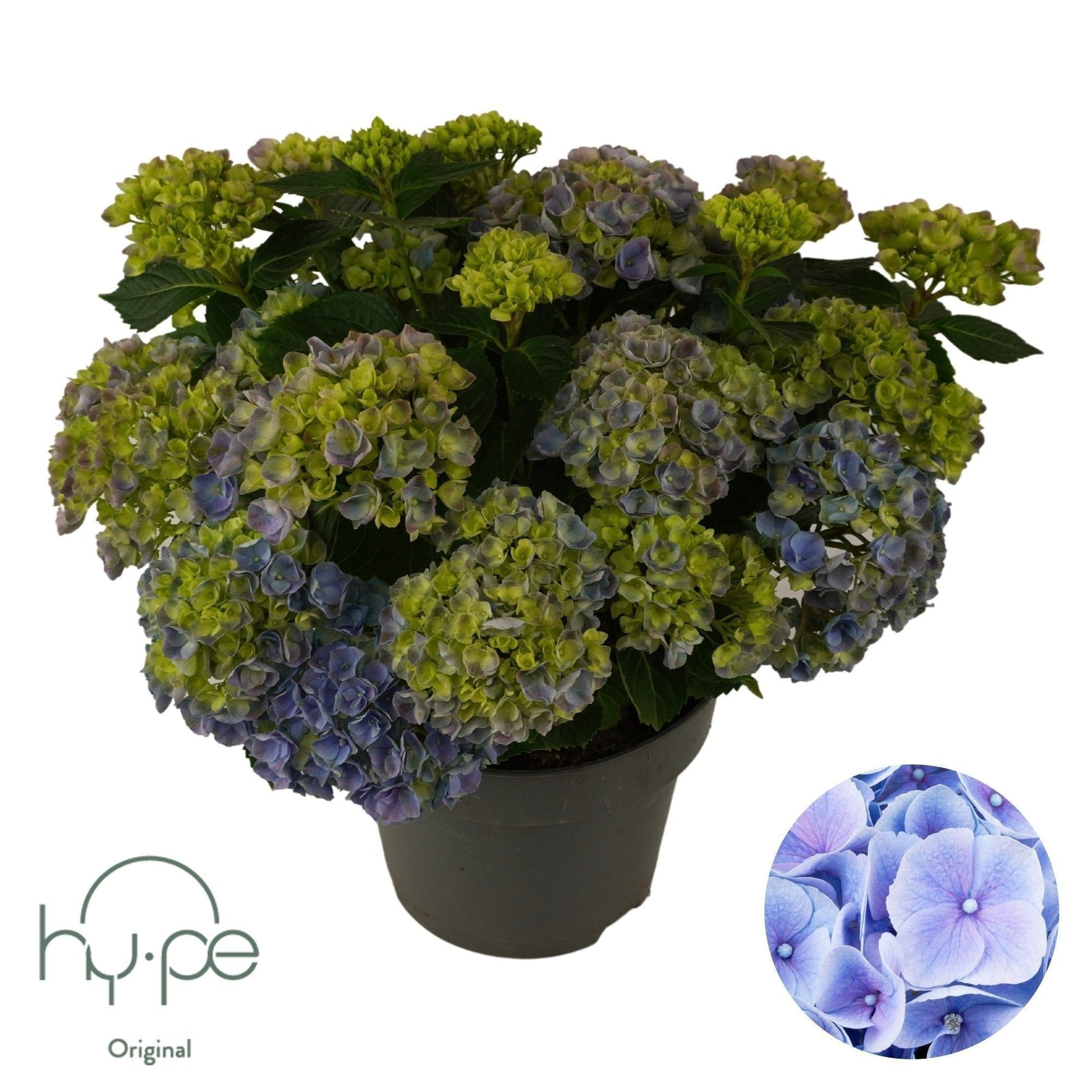 Hydrangea macrophylla mix 45cm 23cm Pot