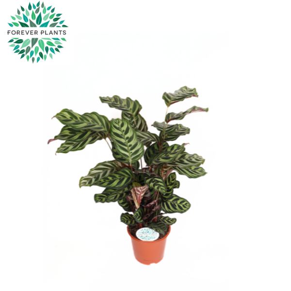 Calathea makoyana 70cm 21cm Pot