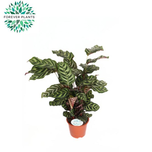 Calathea makoyana 70cm 21cm Pot