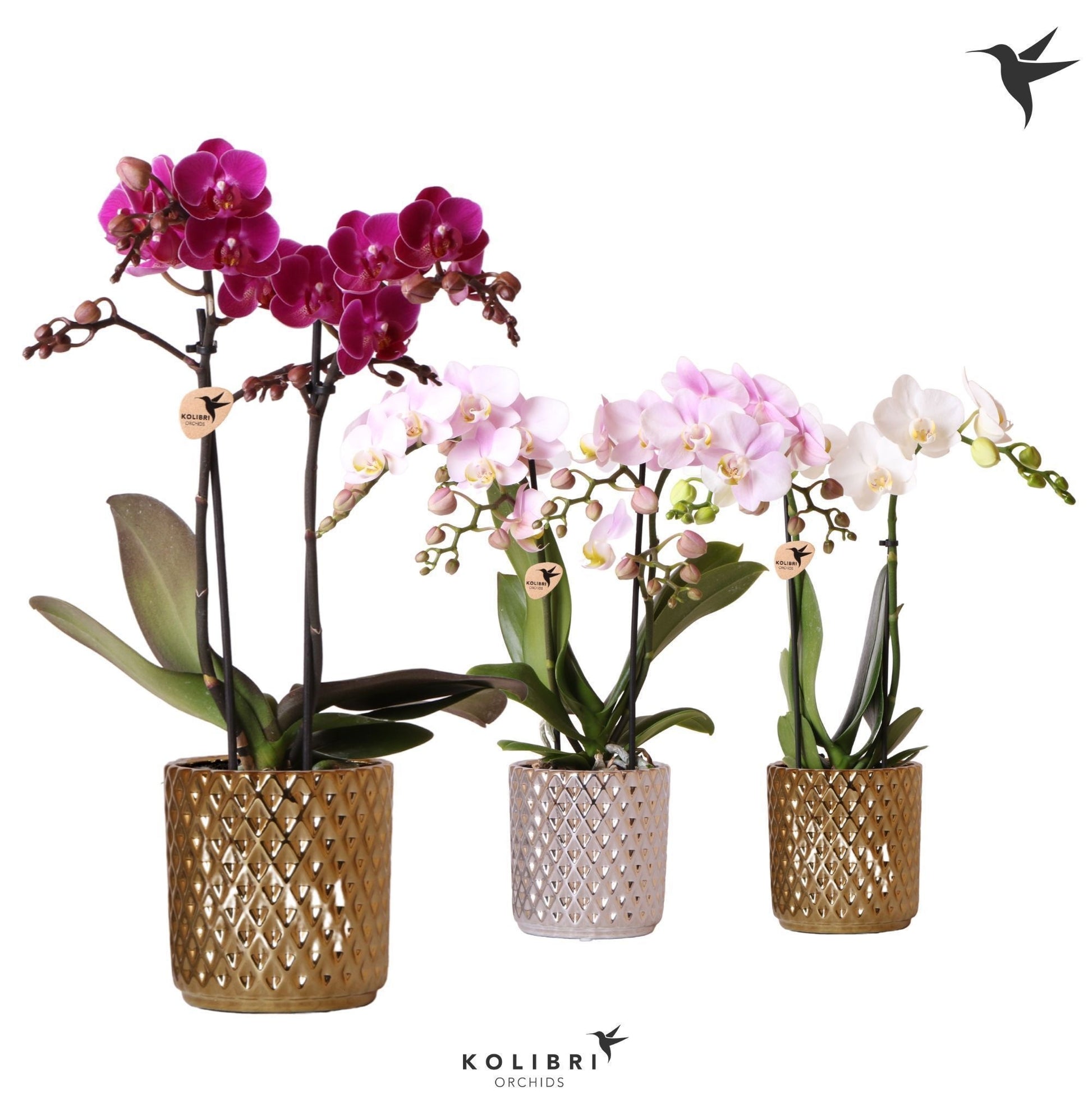OK Plant Kolibri Orchids Phalaenopsis mix 2 spike in Diamond pot mix Pack of 8