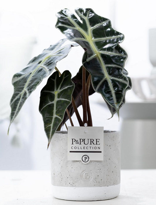 Alocasia amazonica 40cm 12cm Pot