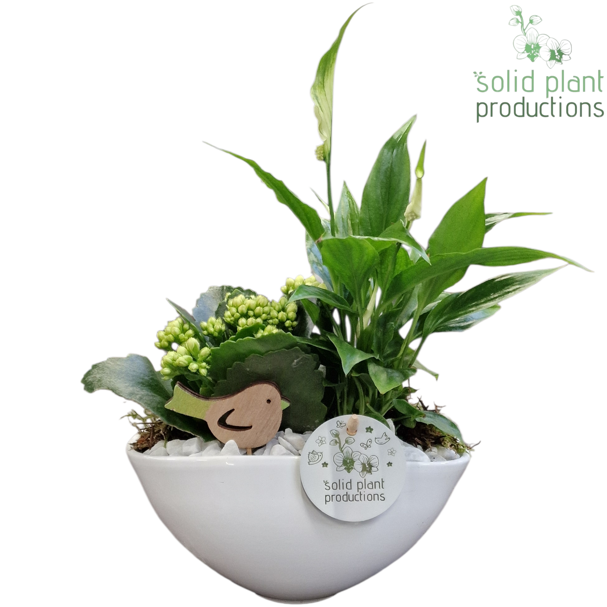 Solid Plant Productions SK006 Katty White Pack of 4