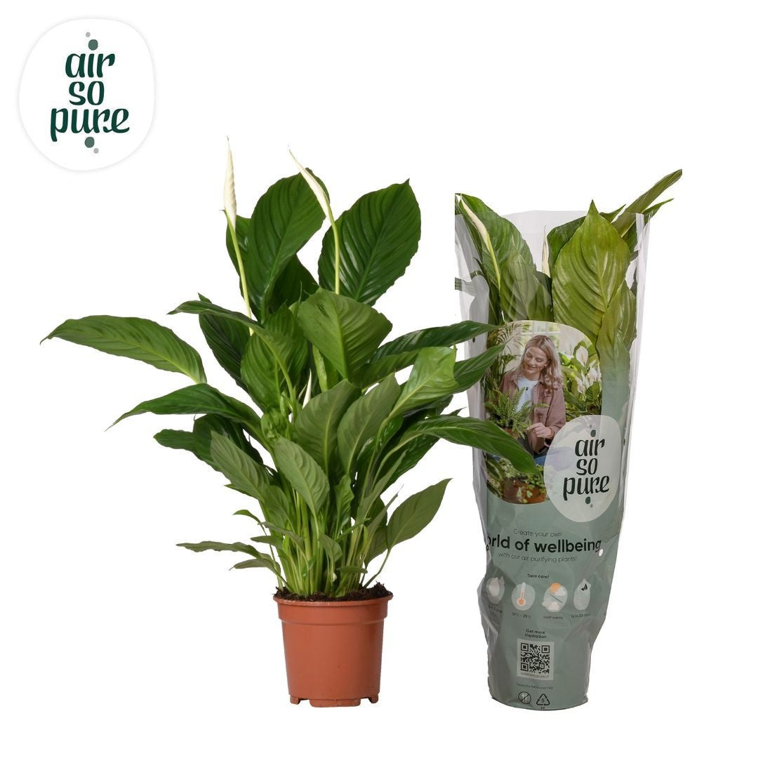 Spathiphyllum Vivaldi 70cm 17cm Pot
