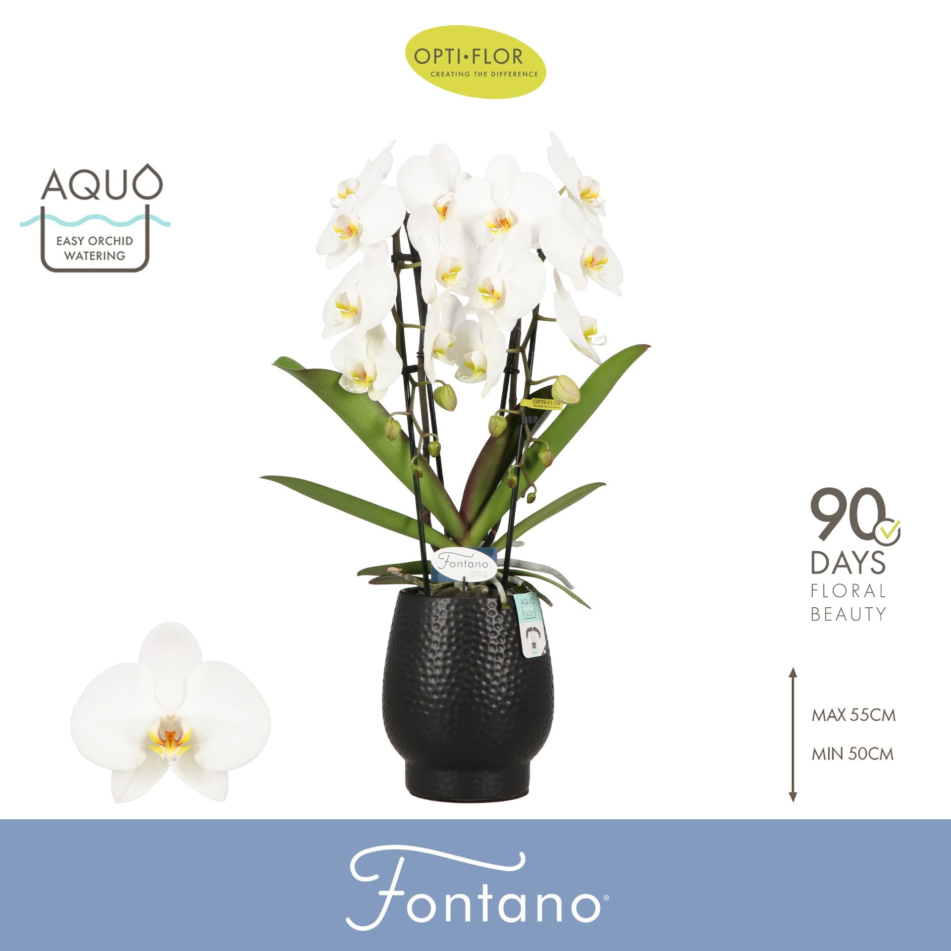 Phalaenopsis Fontano Versailles 70cm 12cm Pot
