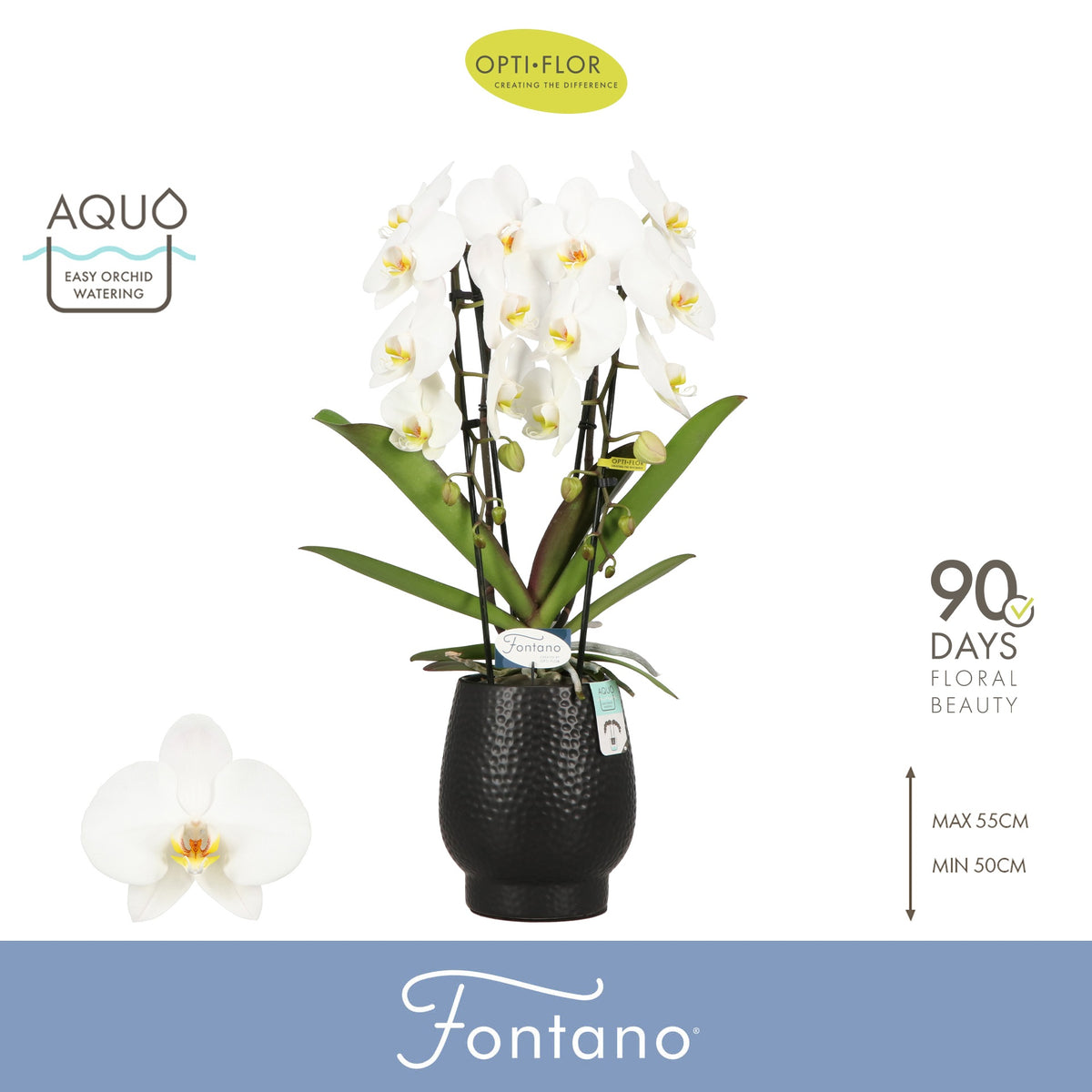 Phalaenopsis white 70cm 12cm Pot