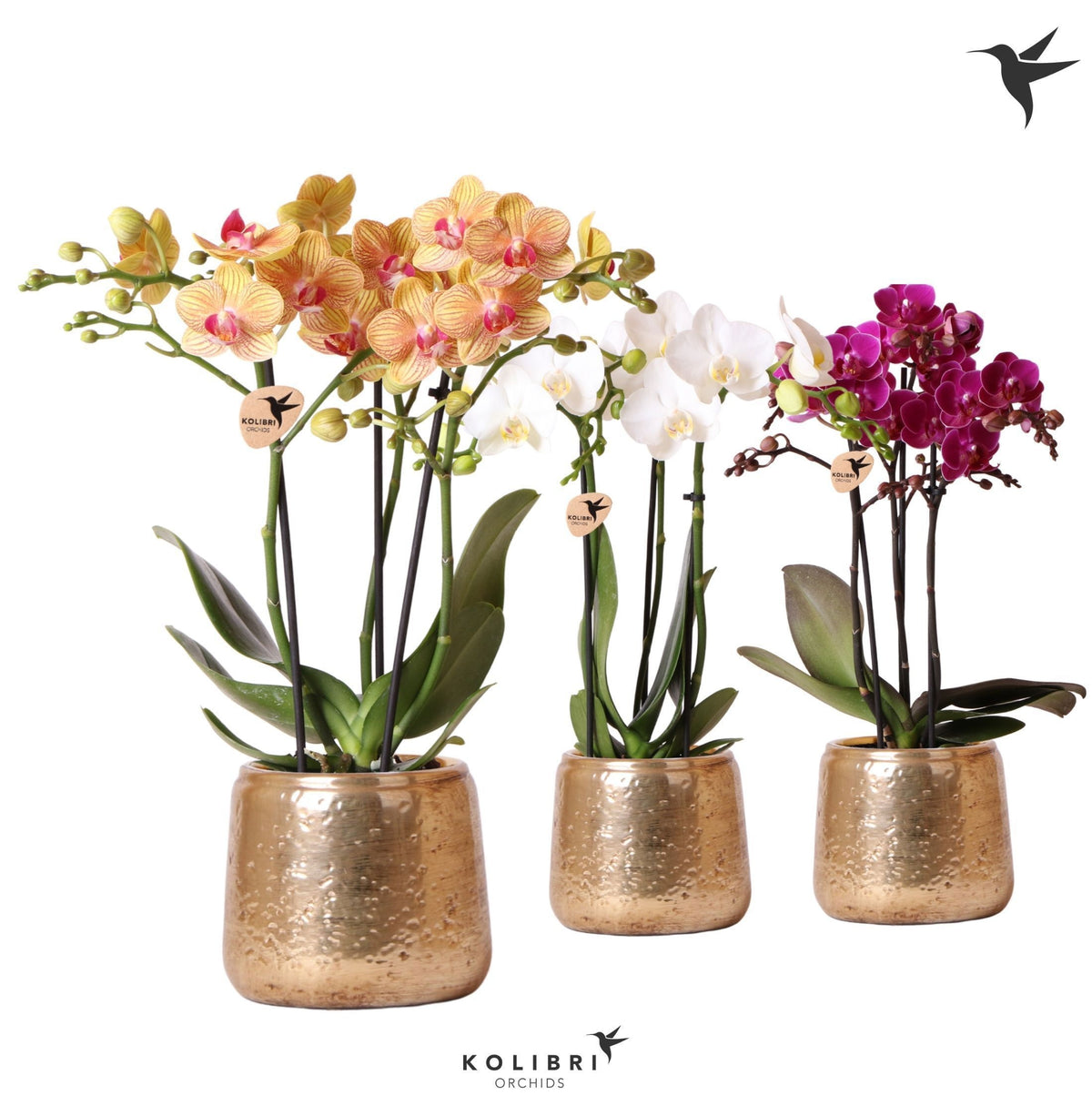 Kolibri Orchids Phalaenopsis mix 3 spike in Luxury pot gold 40cm 9cm Pot