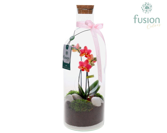 Green Bottle Fles Medium met Phalaenopsis 43cm 15cm Pot