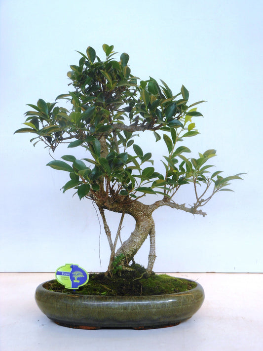 Bonsai Mix 50cm 39cm Pot