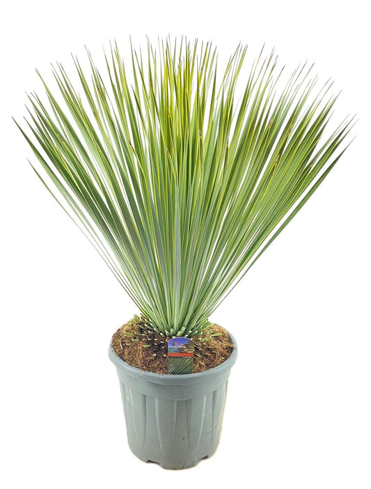 Yucca rostrata 90cm 34cm Pot