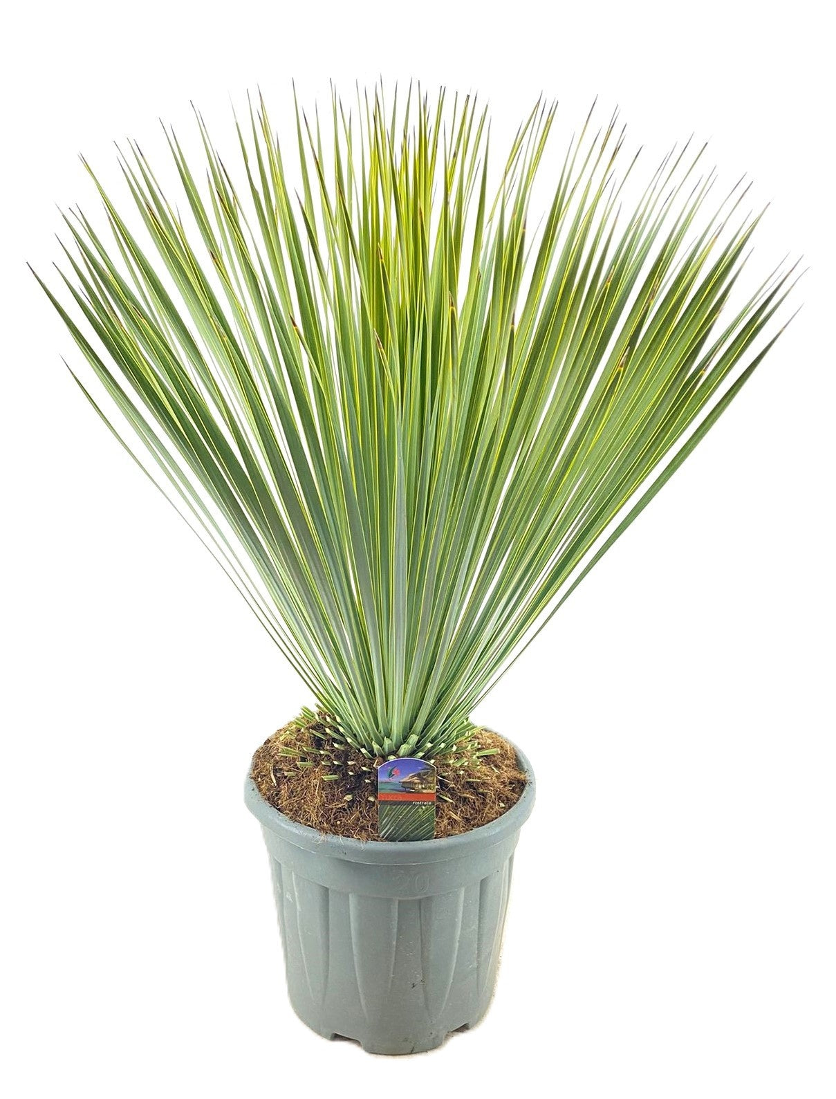 Luiten Kwekerij BV Yucca rostrata Pack of 1