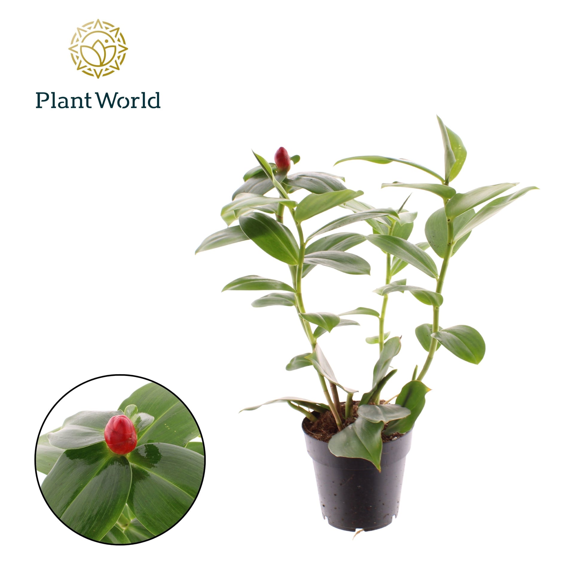 groene planten overig 50cm 14cm Pot