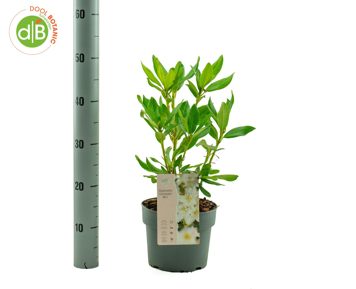 Rhododendron Cunningham White 35cm 19cm Pot