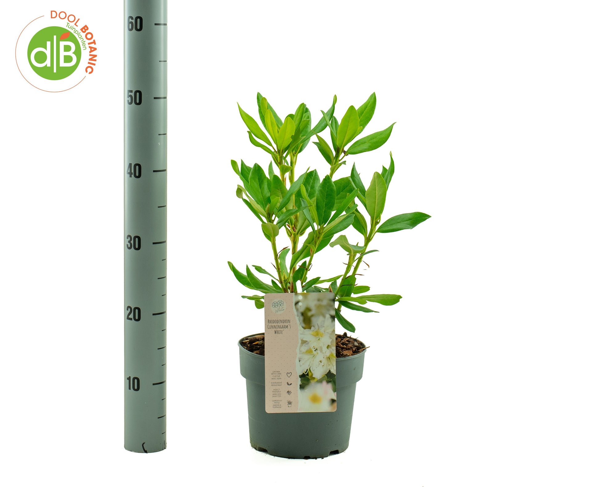 Rhododendron Cunningham White 35cm 19cm Pot