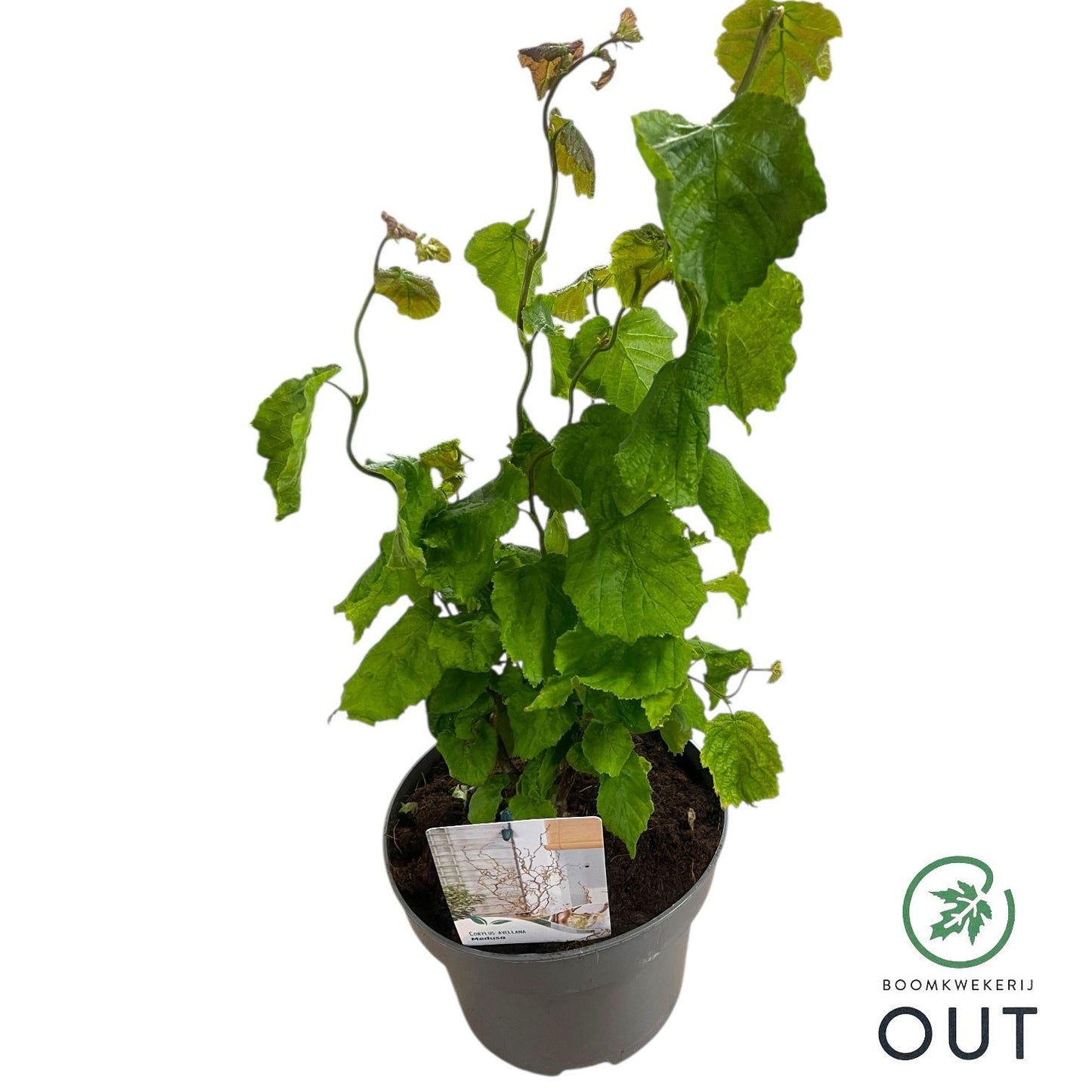 Corylus avellana 80cm 23cm Pot