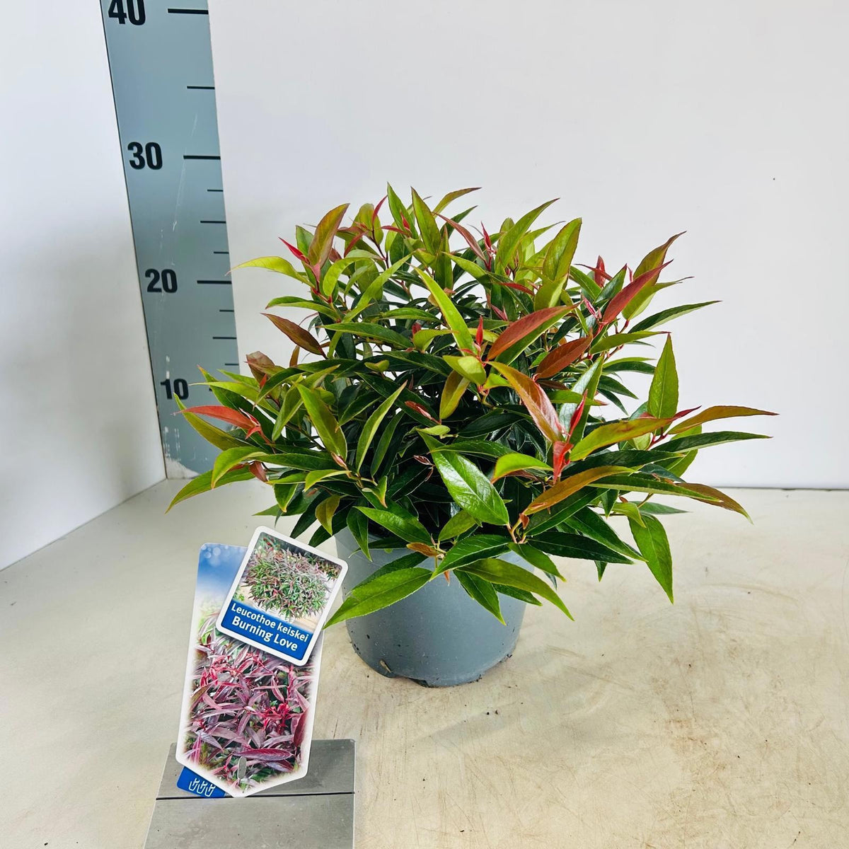 Leucothoe keiskei Burning Love 25cm 17cm Pot