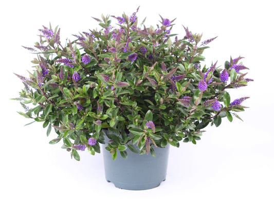 Hebe Celebration 45cm 23cm Pot