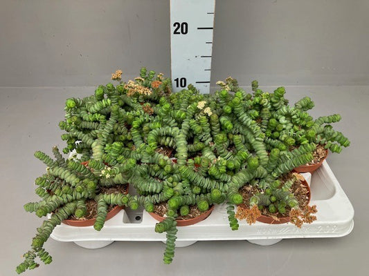Crassula marnieriana 15cm 11cm Pot