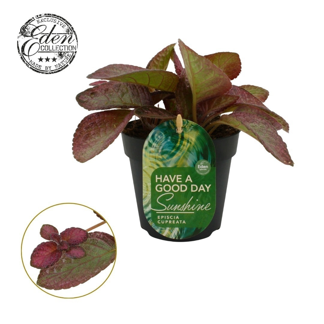Episcia cup. Tierra Rosa 20cm 12cm Pot