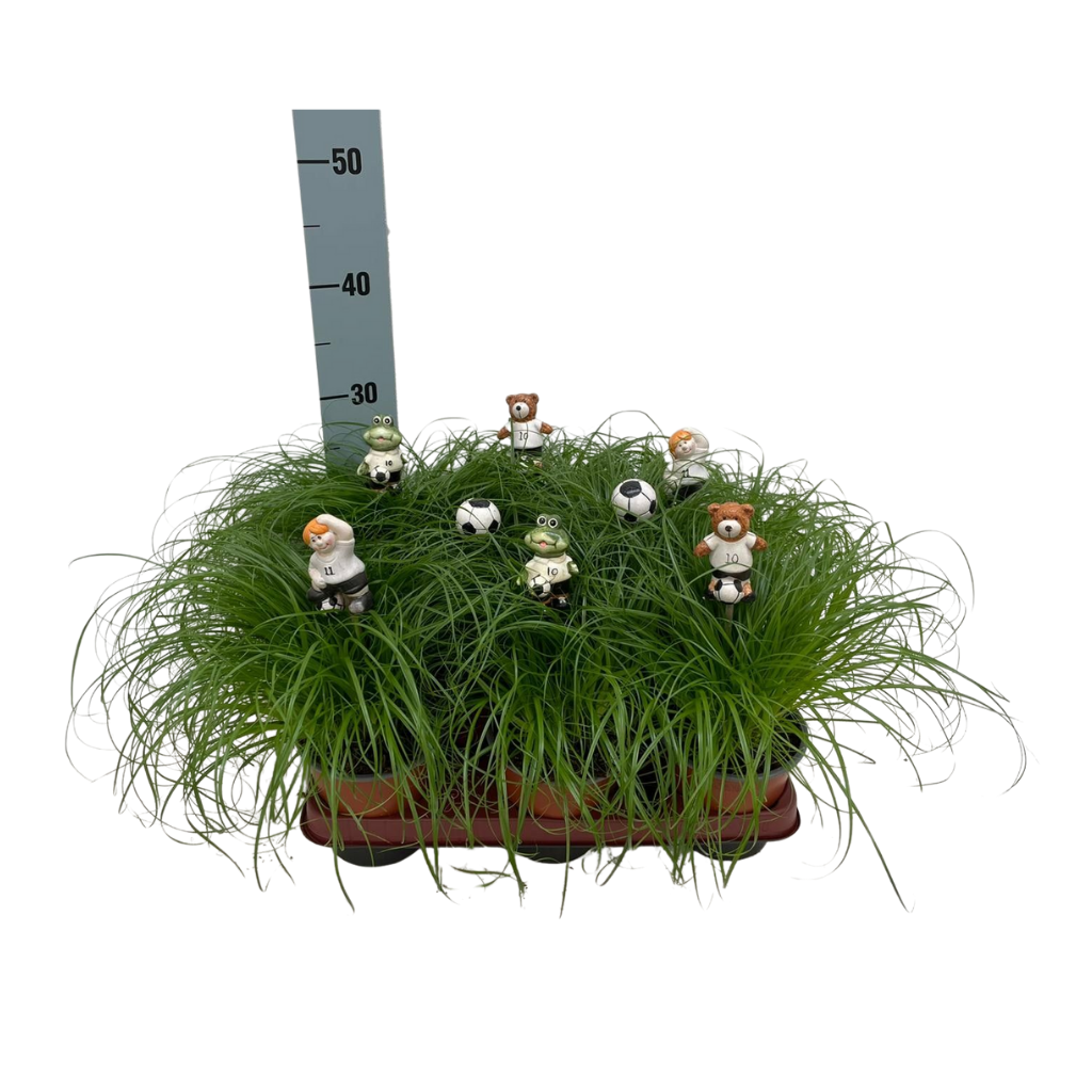 Cyperus Zumula (kitty grass) 30cm 12cm Pot