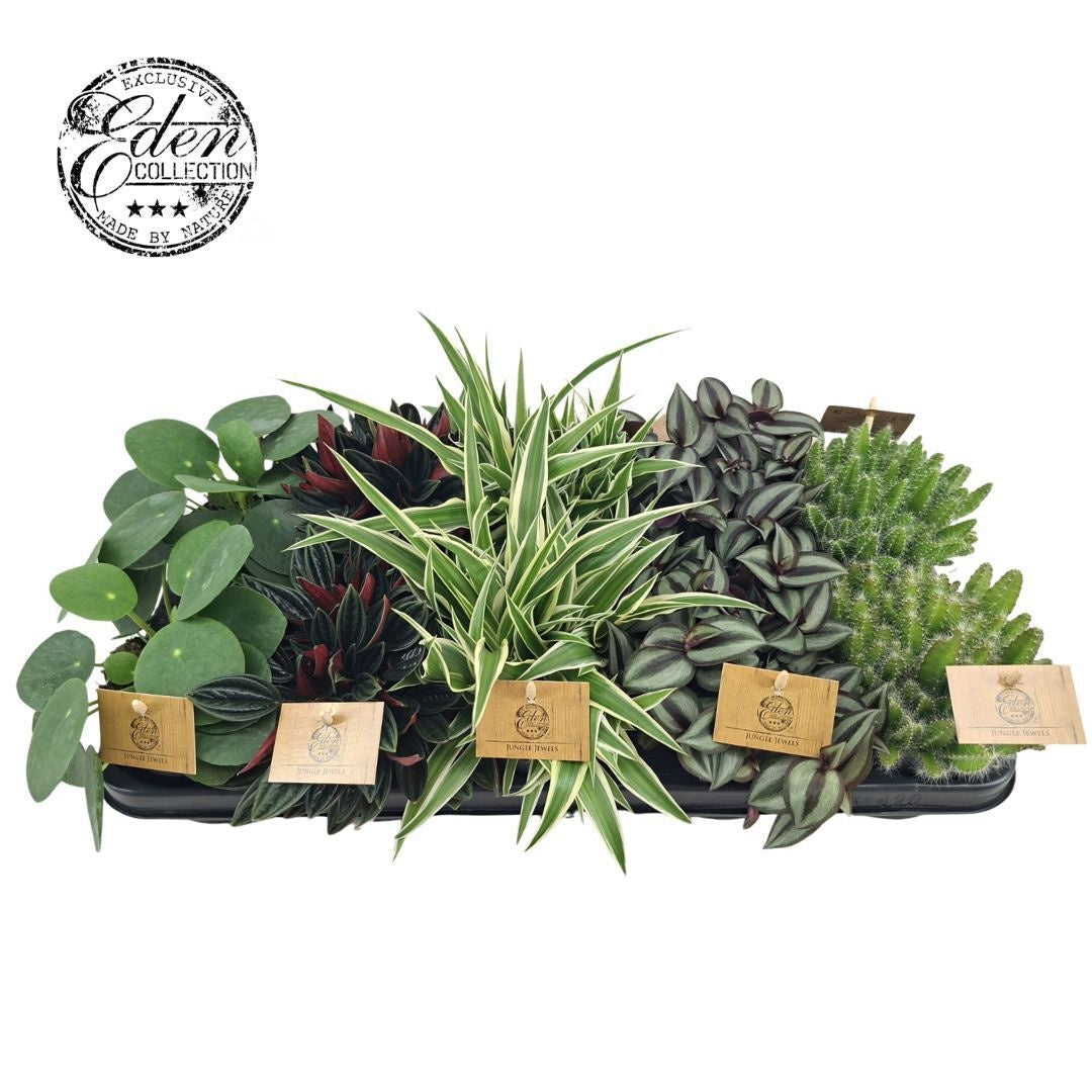 Foliage houseplants mix 25cm 510cm Pot