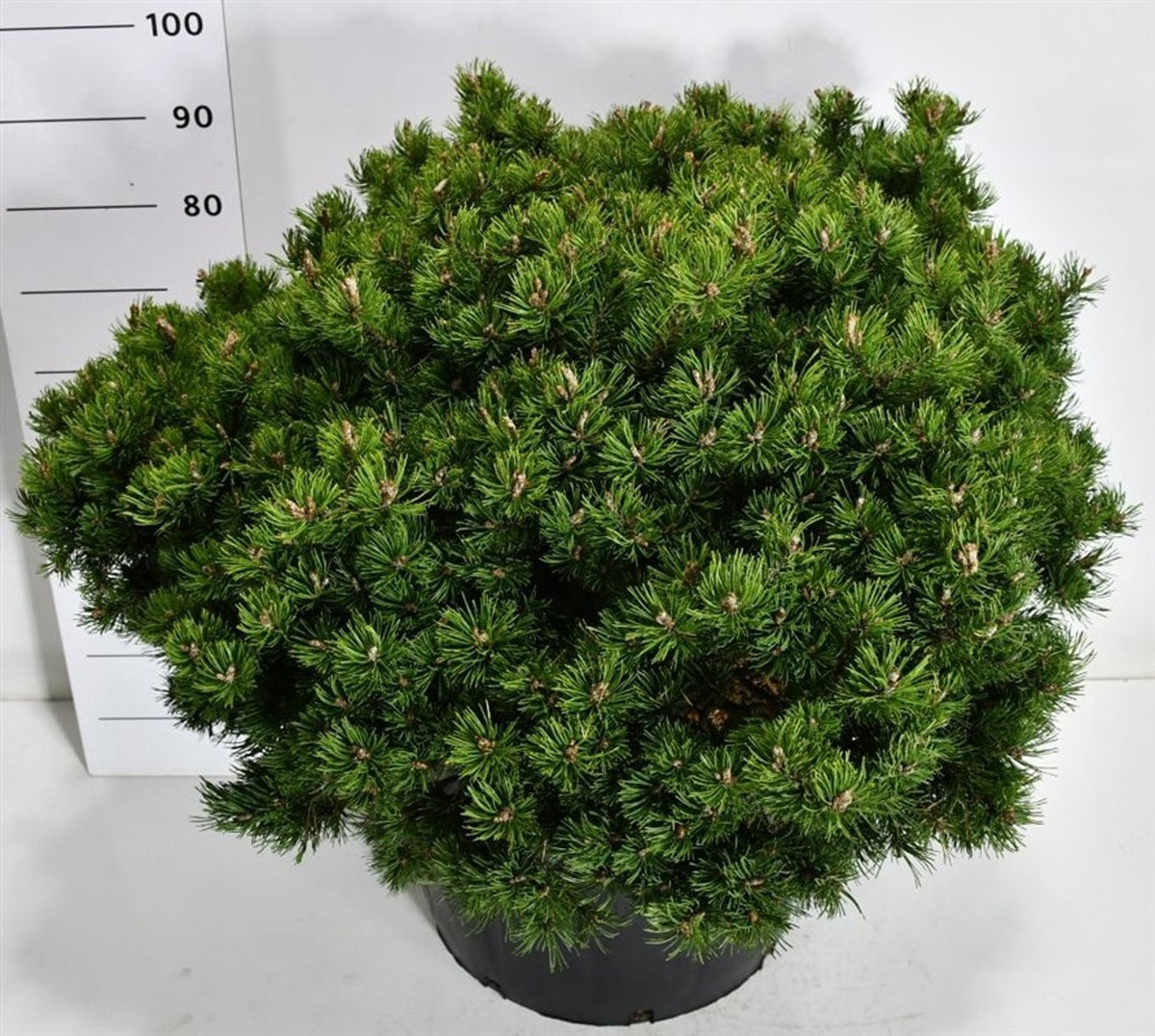Pinus hybrid 100cm 60cm Pot