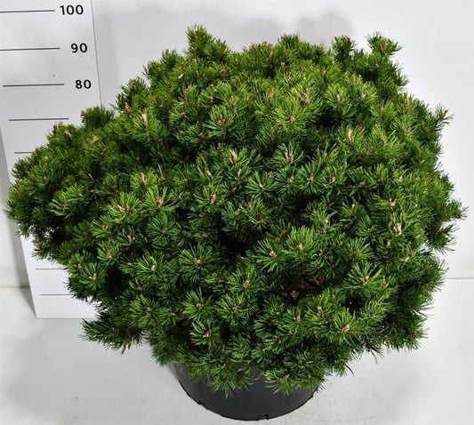 Pinus hybrid 100cm 60cm Pot