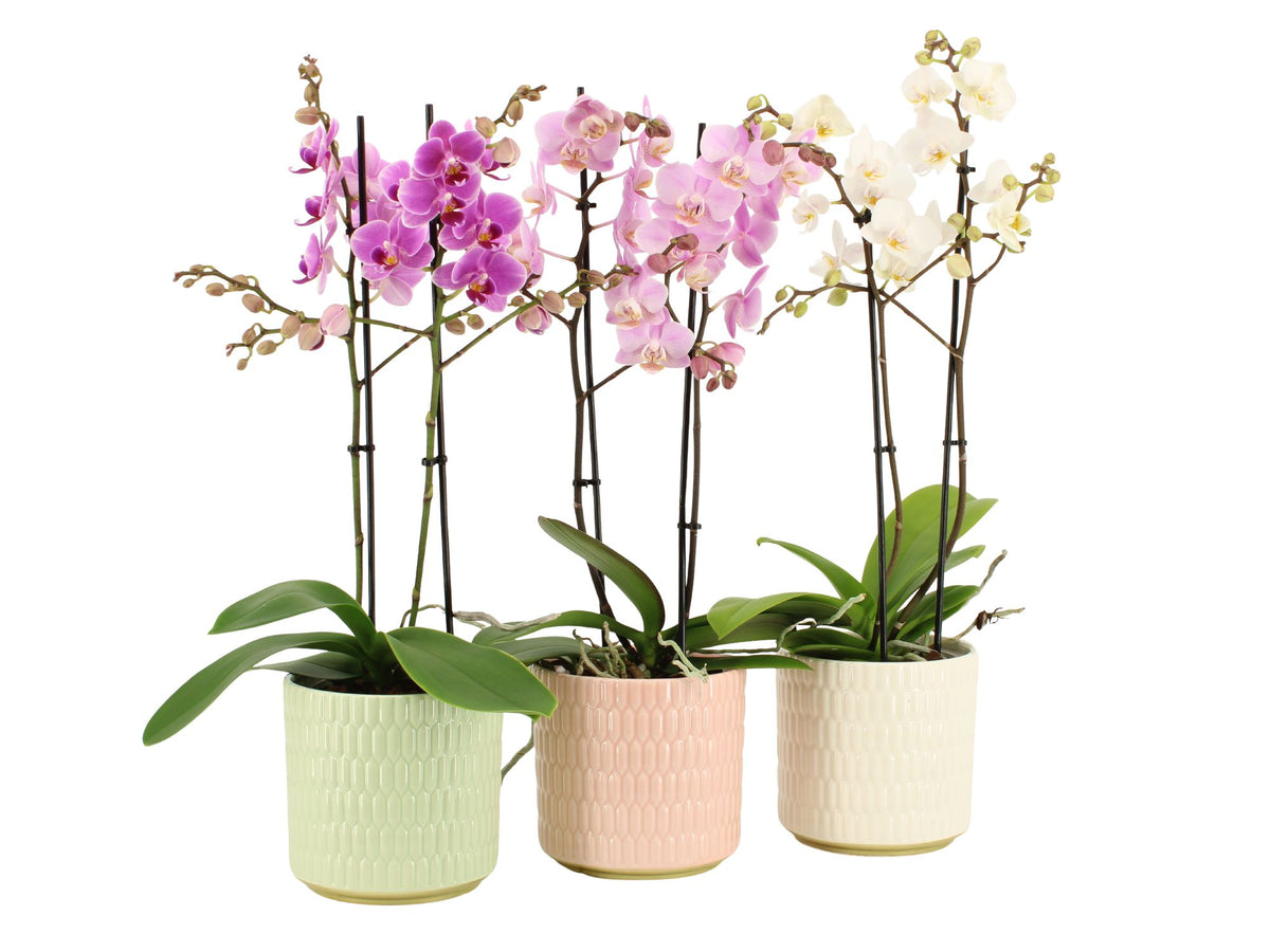 Phalaenopsis mix 50cm 12cm Pot