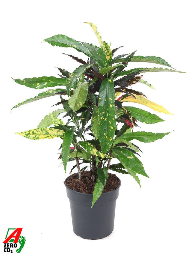 Codiaeum Pie Crust 70cm 21cm Pot
