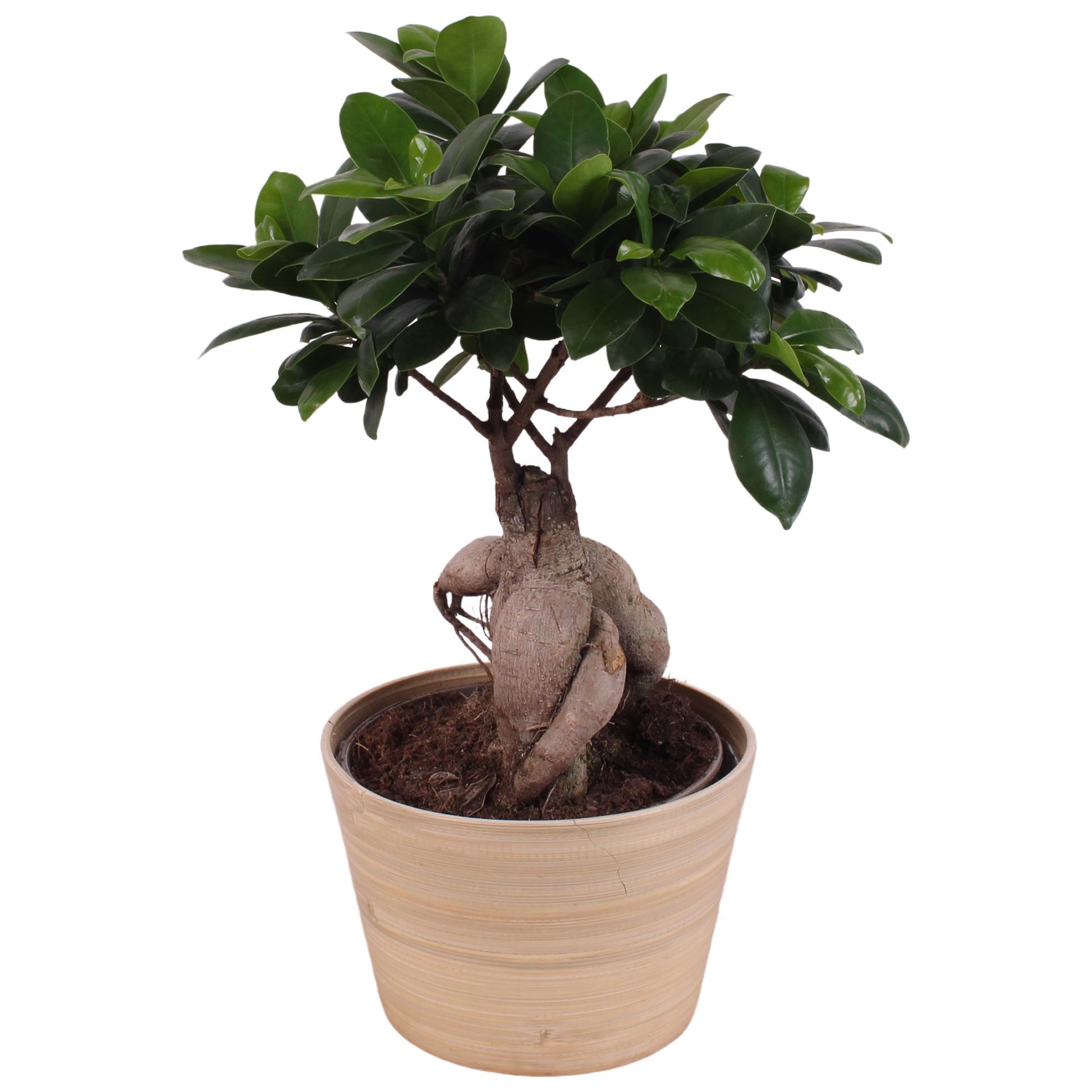 Ficus Ginseng 40cm 16cm Pot