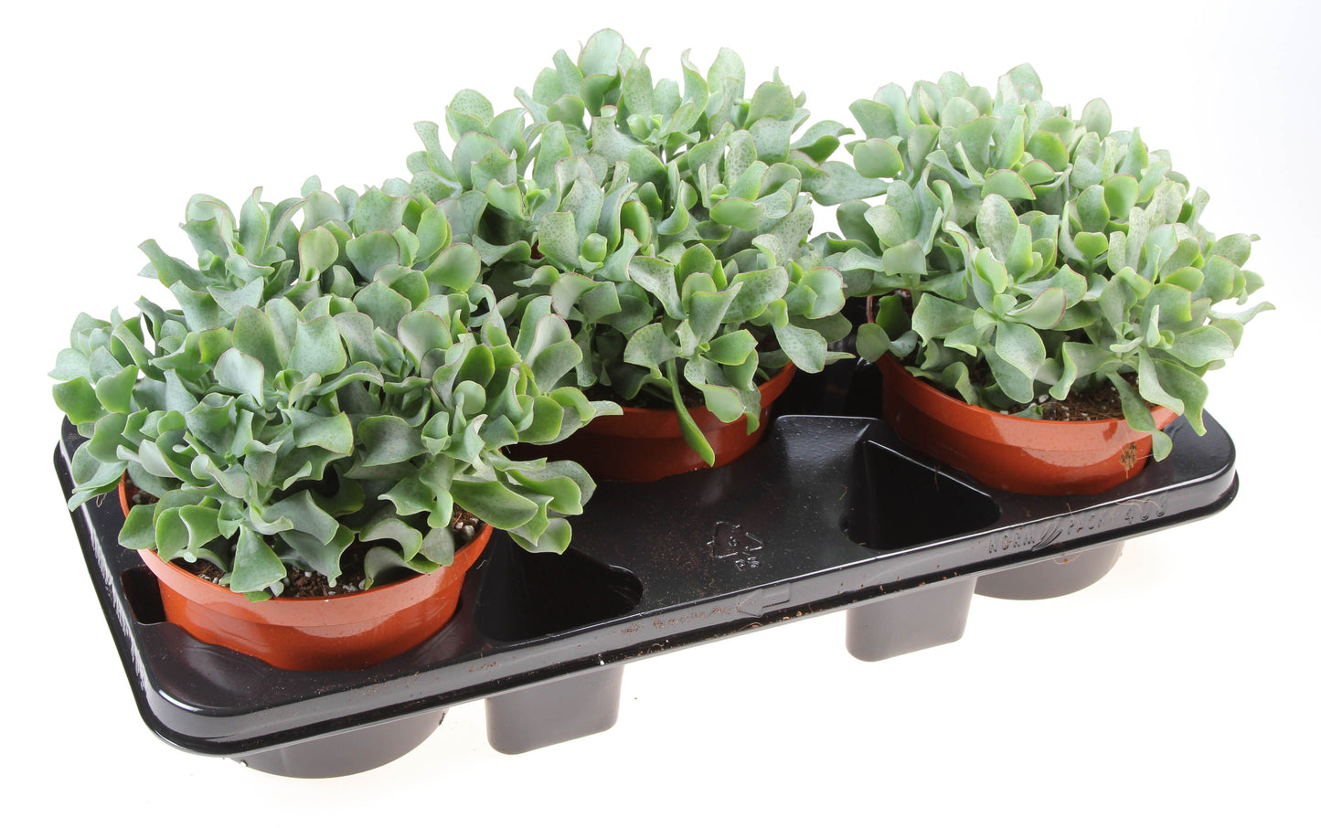 Euro Cactus Holland Bv Crassula arborescens Pack of 3