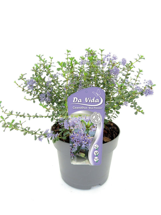 Ceanothus mix 35cm 19cm Pot