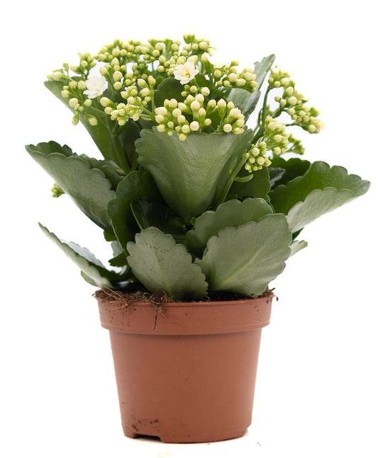 Kalanchoe Rosalina Don Paloma 27cm 12cm Pot