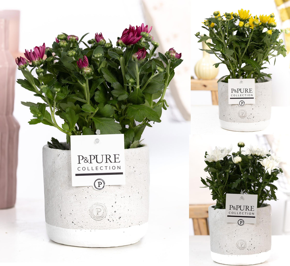 Chrysanthemum double mix 25cm 12cm Pot
