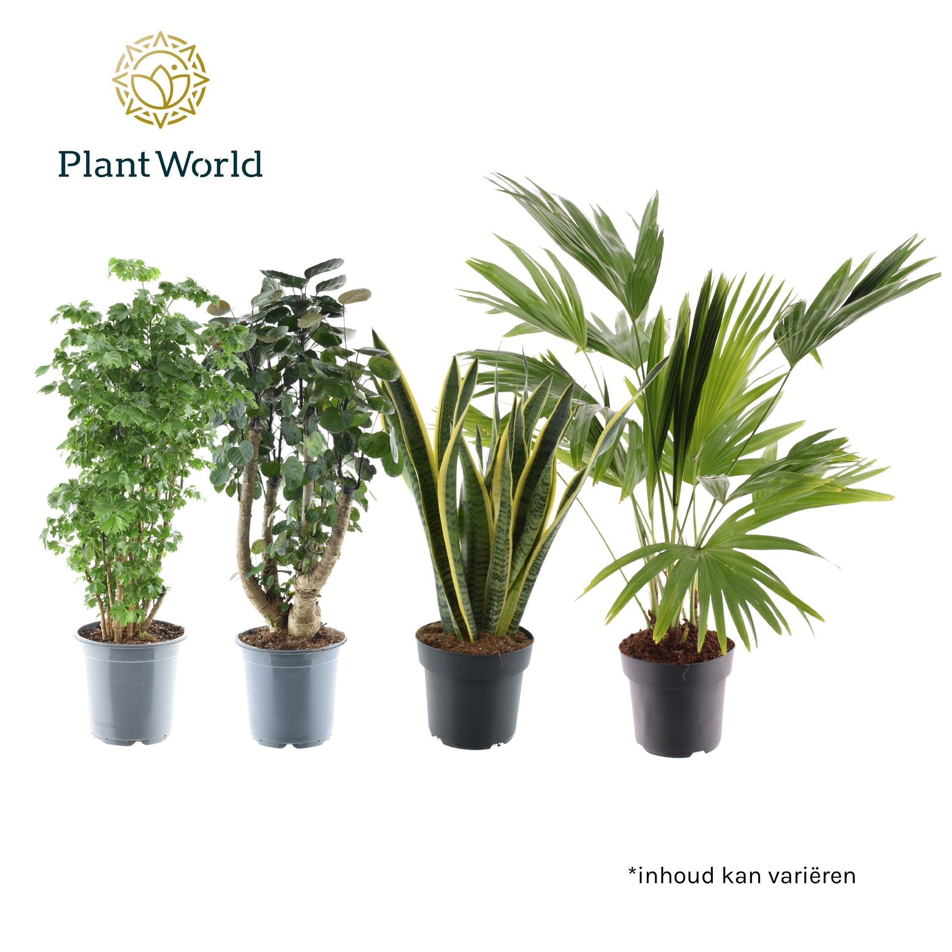 Groenmix Hawaii (diverse soorten) 70cm 21cm Pot