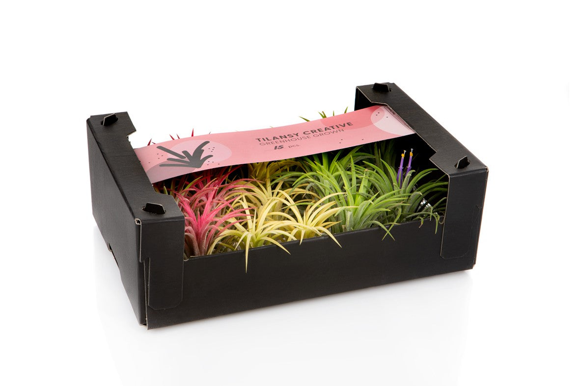 Zeur Niet, kwekerij Tillandsia ionantha mix Pack of 15