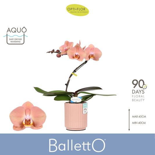 Phalaenopsis overig zalm 45cm 12cm Pot