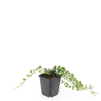 Boer, W.T.M. de Vinca min. La Grave Pack of 12