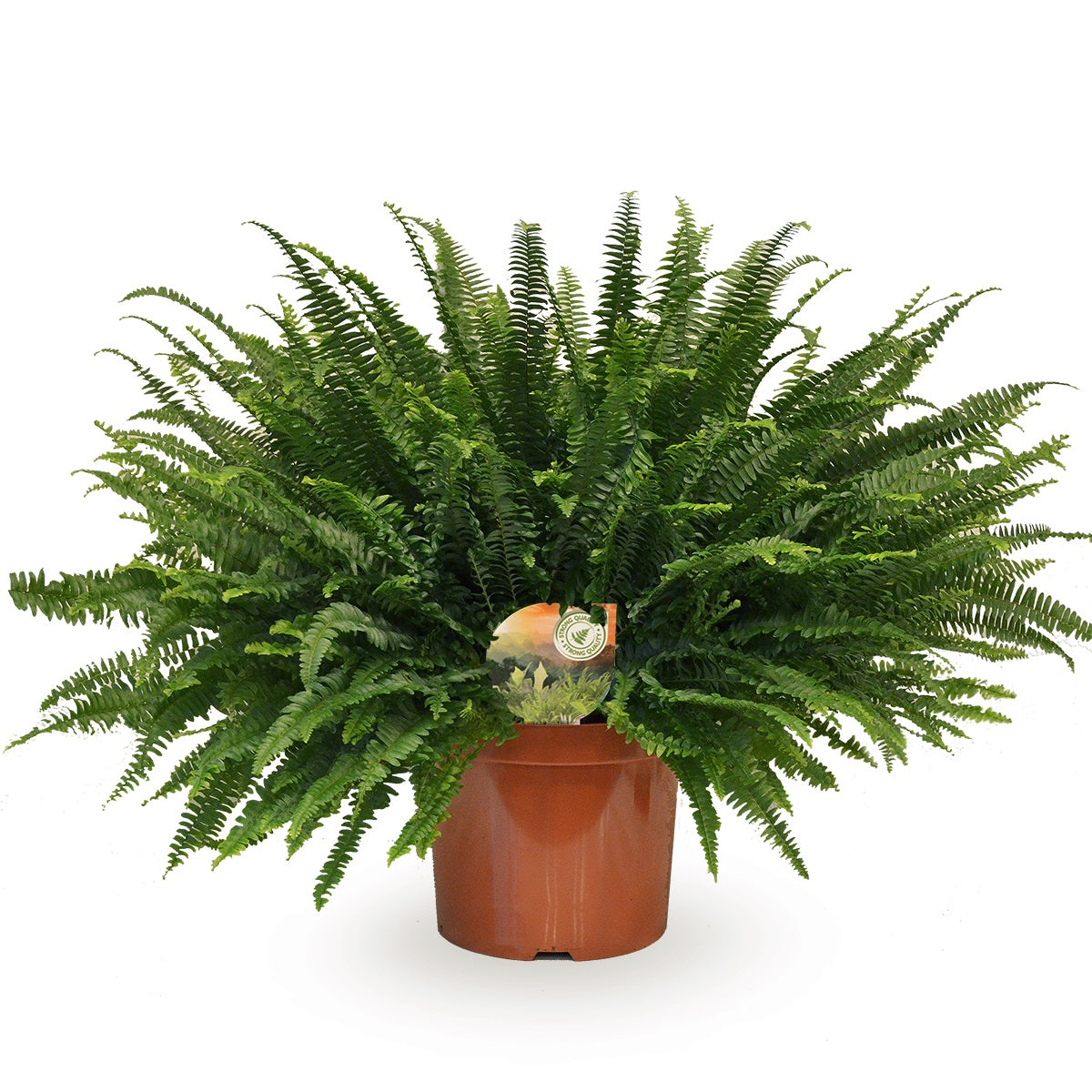 Nephrolepis Green Lady 80cm 26cm Pot