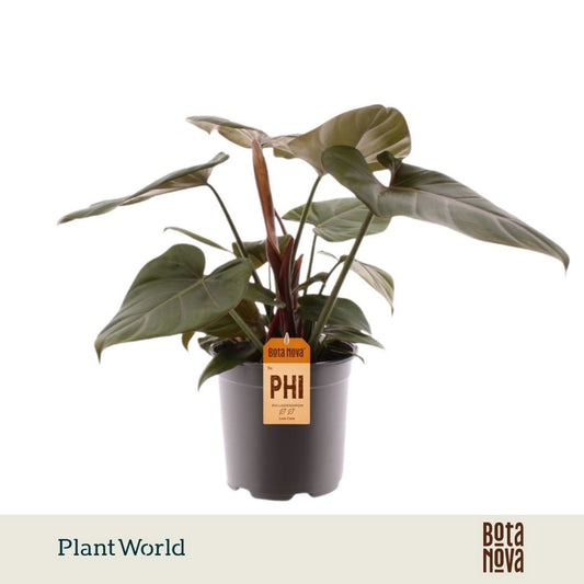 Philodendron scandens 50cm 19cm Pot