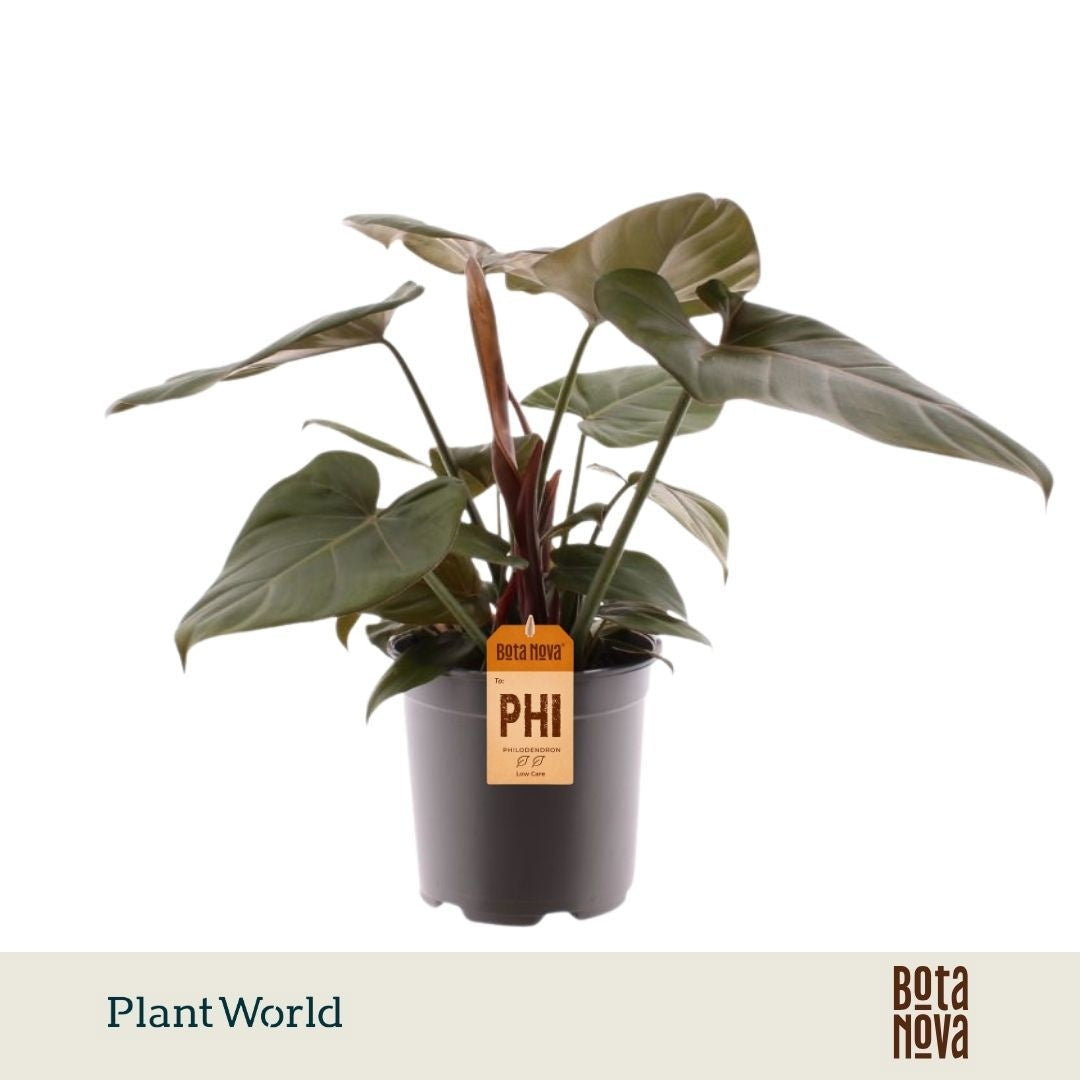 Philodendron scandens 50cm 19cm Pot